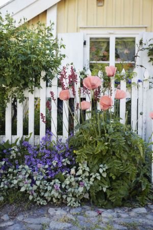 Stock Garden Photo