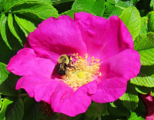 IMG_1520 f