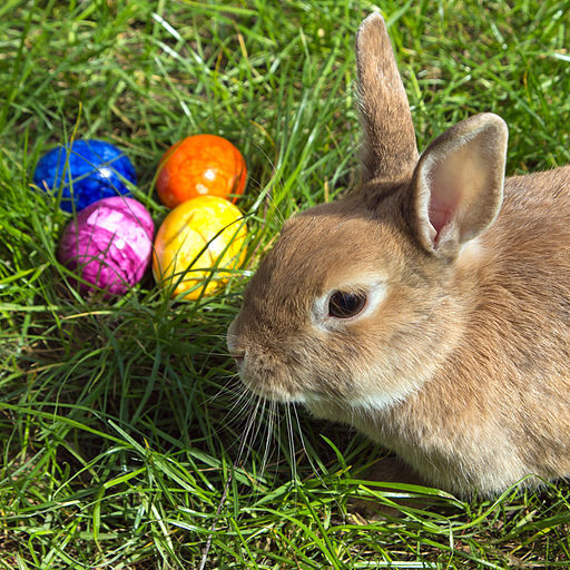 Rabbit and Eggs